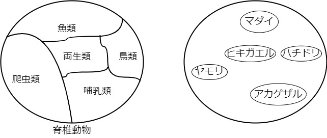 脊椎動物　商集合